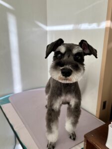 ノアちゃんのトリミング写真