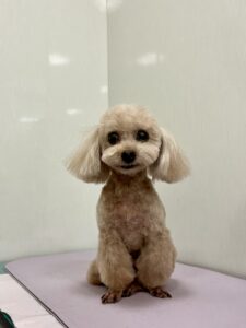 ぼうやくんのトリミング写真