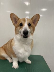 コテツくんのトリミング写真