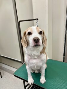 バムくんのトリミング写真