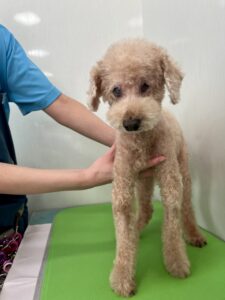 コロンくんのトリミング写真