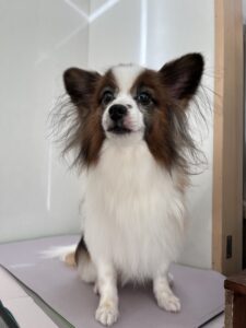 ピノちゃんのトリミング写真