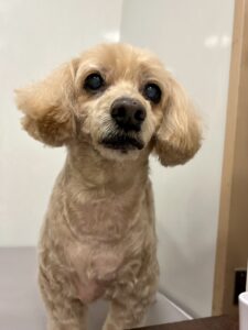 クレアちゃんのトリミング写真