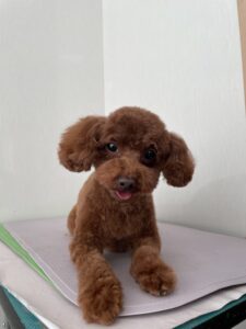 リオンくんのトリミング写真