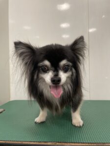 ティムくんのトリミング写真