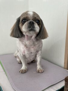 ピッポくんのトリミング写真