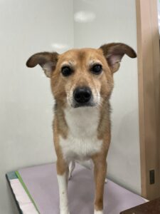 ナッツくんのトリミング写真