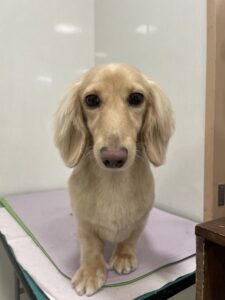 ニコちゃんのトリミング写真