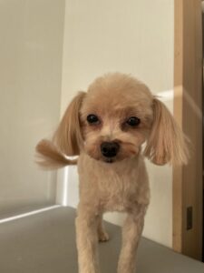 ふわりちゃんのトリミング写真