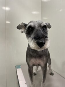 ロッキーくんのトリミング写真