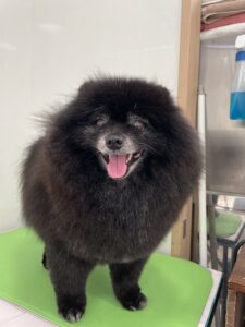 クローバーくんのトリミング写真