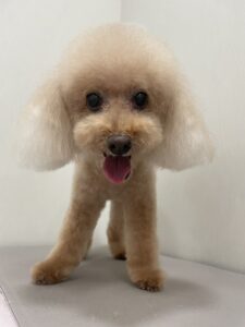 ラムちゃんのトリミング写真