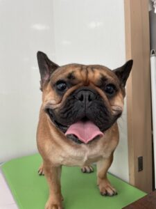 キングくんのトリミング写真