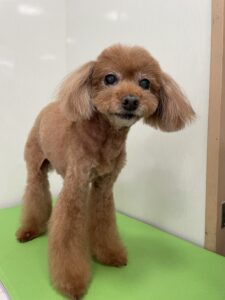 れおんくんのトリミング写真