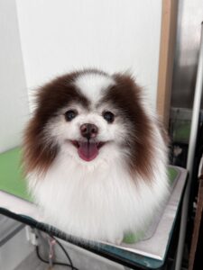 ココアちゃんのトリミング写真