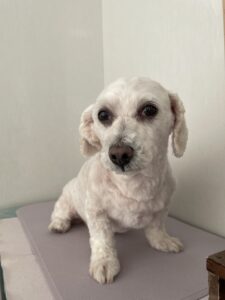 駿介(しゅんすけ)くんのトリミング写真