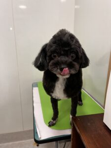 NICO(にこ)くんのトリミング写真