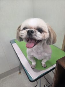 あめちゃんのトリミング写真