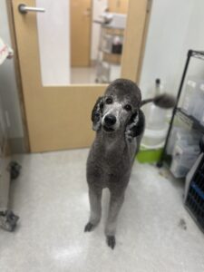 あんこちゃんのトリミング写真