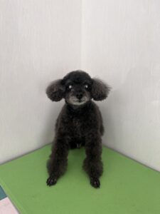 あんこくんのトリミング写真