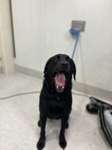 あんちゃんのトリミング写真