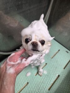 おとちゃんのトリミング写真