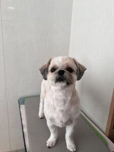 海(かい)くんのトリミング写真