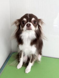 かりんちゃんのトリミング写真