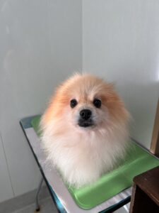 きなこちゃんのトリミング写真