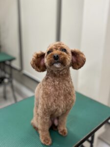 くうくんのトリミング写真