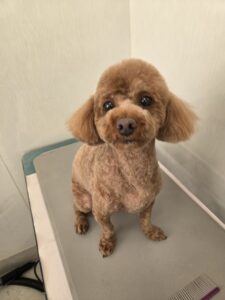 くうくんのトリミング写真