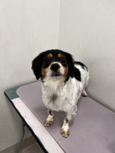 くうくんのトリミング写真