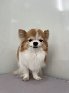 くうくんのトリミング写真