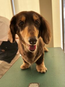 けんたくんのトリミング写真