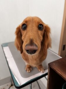 こうたくんのトリミング写真