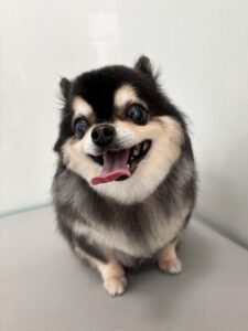 12月30日のわんこたちの写真