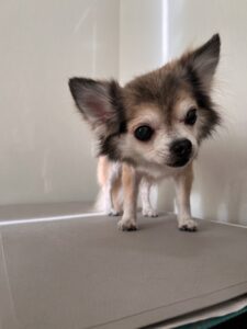 cocoa(ココア)ちゃんのトリミング写真