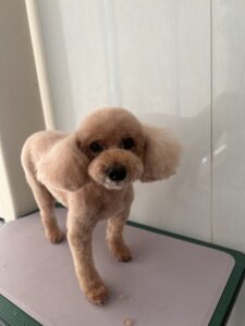 ココアちゃんのトリミング写真