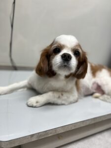 ココくんのトリミング写真