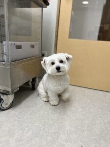 ココちゃんのトリミング写真