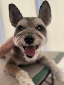 12月26日のわんこたちの写真