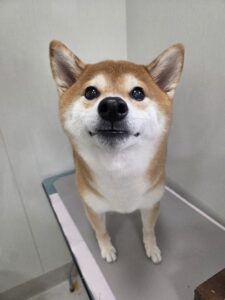 こなつちゃんのトリミング写真