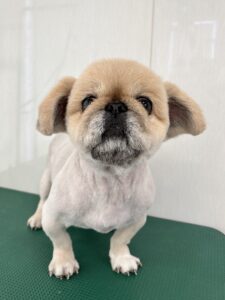 こむぎくんのトリミング写真