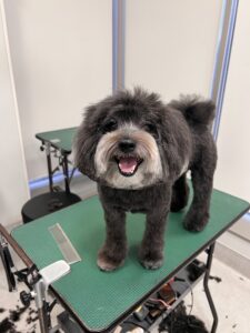 ころんくんのトリミング写真