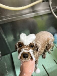 コロンちゃんのトリミング写真