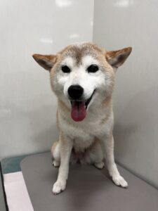 さくらちゃんのトリミング写真