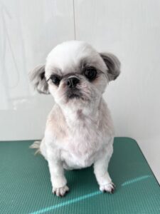 さくらちゃんのトリミング写真