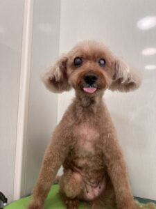 ショコラちゃんのトリミング写真