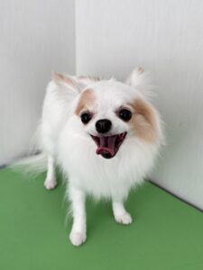 すみれちゃんのトリミング写真