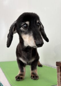 そらくんのトリミング写真